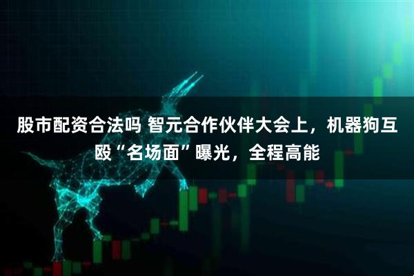 股市配资合法吗 智元合作伙伴大会上，机器狗互殴“名场面”曝光，全程高能